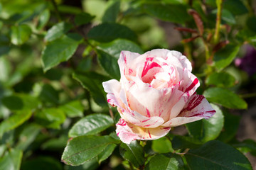 Floribunda rose or scentimental rose striped in white and red