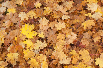 Texture of colorful yellow and red autumn maple leaves on grass.