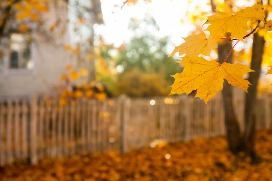 Beautiful colorful autumn scene with effect of bokeh, maple leaves, white old fence and fall colors in Finland.