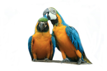 Two macaw parrots, white background.