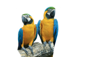Two yellow macaw parrots, white background.