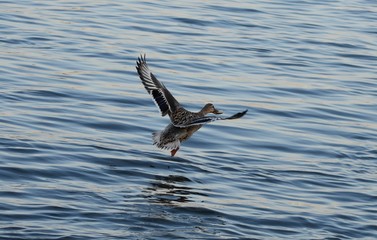 duck in flight