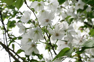 山桜