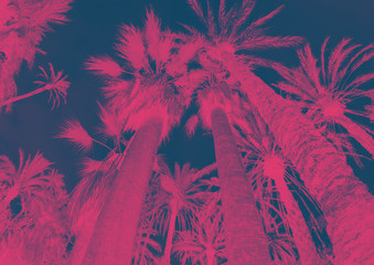 Coconut palm tree on the sky background, trendy duotone and halftone effect, 90's style