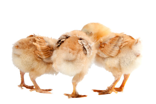 small chickens on a white background are turned away with their backs