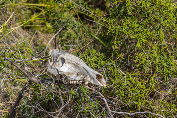 Old Skull of a Wild Boar in the Hills of Southern Italy