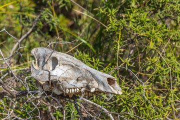 Old Skull of a Wild Boar in the Hills of Southern Italy