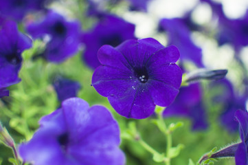 blue butterfly on flower