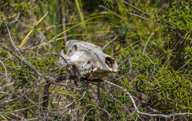 Old Skull of a Wild Boar in the Hills of Southern Italy
