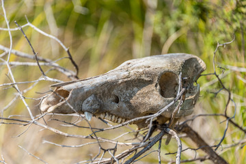 Old Skull of a Wild Boar in the Hills of Southern Italy