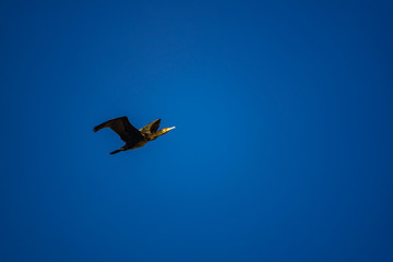 Isolated cormorant flying over deep blue sky