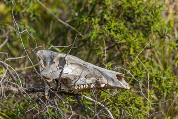 Old Skull of a Wild Boar in the Hills of Southern Italy