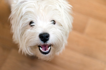 snout of a dog with white coat,  West highland white Terrier