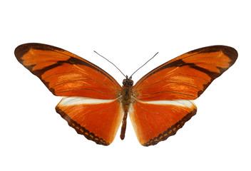 Colorful butterfly- isolated