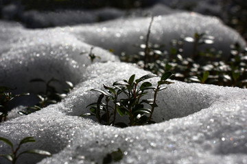 In the spring forest snow thaws around cowberry bushes.