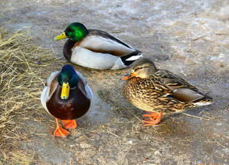mallard duck