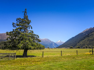 Deans Bank Track in Wanaka