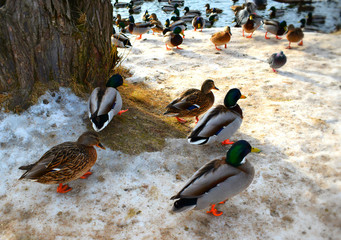 Fototapeta premium duck in snow