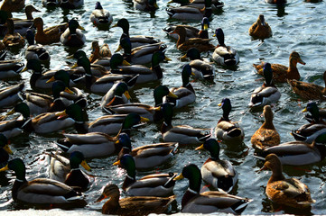 Fototapeta premium ducks in water