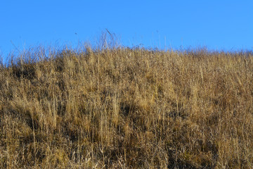 Dry herbs grow on hill. Yellow meadow on blue sky background.