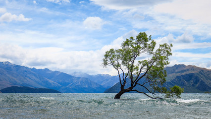 That Wanaka Tree in New-Zealand
