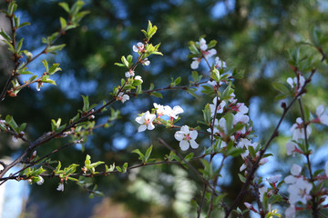 Blooming Nanking cherry (Prunus tomentosa) in spring garden.