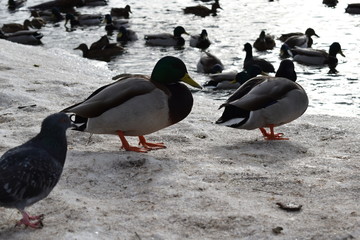  ducks on ice