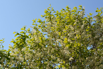 Blooming bird-cherry tree in sunny spring day. Branches with flowers and leaves against light blue sky.