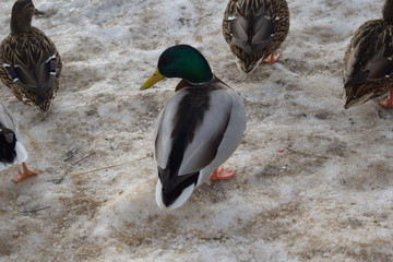 duck in snow