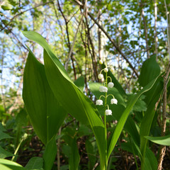 Obraz premium Convallaria majalis. Lily of the valley in spring garden.