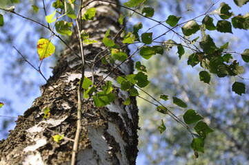 birch trunk and birch leaves in the forest against a blue sky