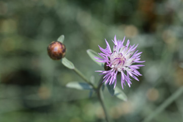 Croatian endemic cornflower