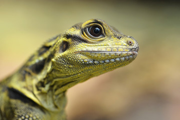Philippine sailfin lizard (Hydrosaurus pustulatus) close up. 