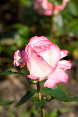 Lovely and romantic blooms of the Hybrid Tea rose  'Double Delight' in the botanical garden 