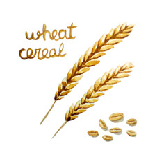  Watercolor illustration of wheat cereals. 