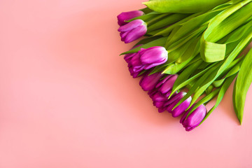 beautiful purple tulips on pink background. February 14 card, Valentine's day. Flower delivery. 8 March, International Happy Women's Day, Birthday, Mothers day