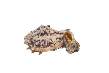 sea shell on white background