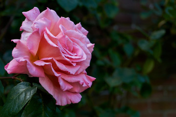 Pink blooming rose against a dark green background with copy space for use as a valentine background 