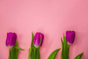 beautiful purple tulips on pink background. February 14 card, Valentine's day. Flower delivery. 8 March, International Happy Women's Day, Birthday, Mothers day