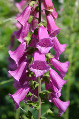 Foxglove Excelsior Hybrids