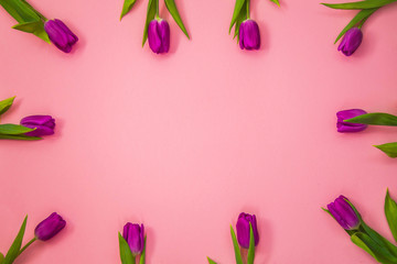 beautiful purple tulips on pink background. February 14 card, Valentine's day. Flower delivery. 8 March, International Happy Women's Day, Birthday, Mothers day
