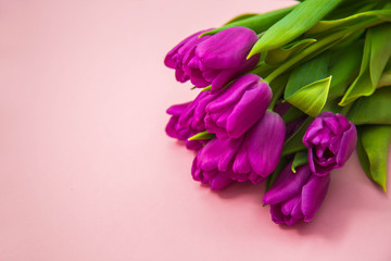 beautiful purple tulips on pink background. February 14 card, Valentine's day. Flower delivery. 8 March, International Happy Women's Day, Birthday, Mothers day