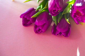 beautiful purple tulips on pink background. February 14 card, Valentine's day. Flower delivery. 8 March, International Happy Women's Day, Birthday, Mothers day