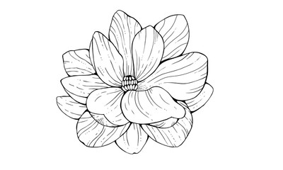 Magnolia flower isolated on white background. Floral element in contour style. Hand drawing vector illustration