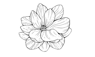Magnolia flower isolated on white background. Floral element in contour style. Hand drawing vector illustration