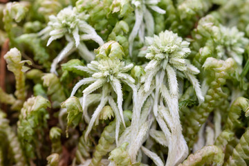 Torfmoos im Schwarzwald