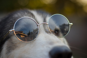 Portrait of Siberian husky.Dog wearing glasses.
