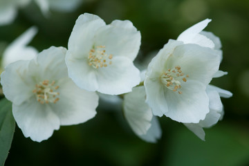 Closeup of Sweet mock-orange (Philadelphus coronarius) flowers in mild summer sunlight. Nature background. Soft dreamy image