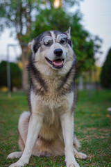 Portrait of Siberian husky.Dog wearing glasses.