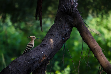 Woodpecker of a tree